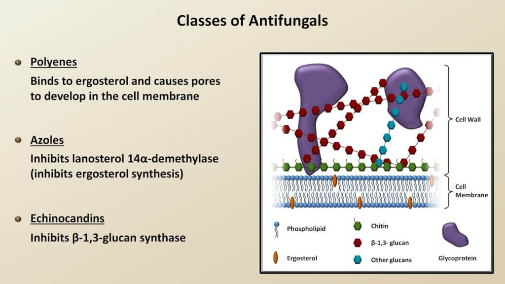 Antifungal medicines are used to treat fungal infections, which most commonly affect your skin, hair and nails.